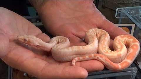 Bloodless Blood Boa: Daytona Breeders Reptile Expo- Part 4