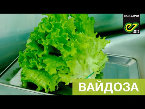 Вайдоза – новий швидкорослий сорт салату типу Батавія