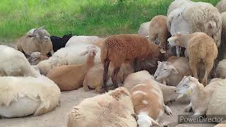 видео: Выпас катумских овец в нашей курортной деревне. картинка: Выпас катумских овец в нашей курортной деревне.