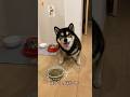 まぜまぜごはん！！！！🐶 #犬 #dog #柴犬 #asmr #shibainu