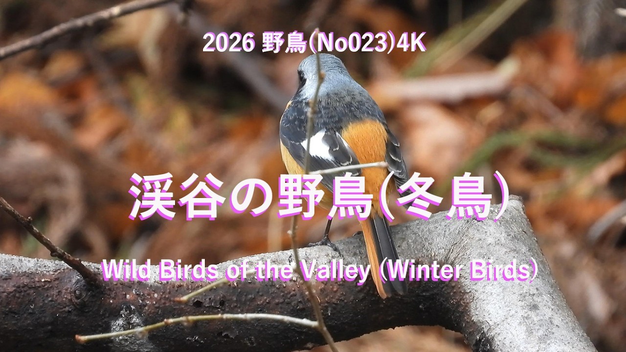 2026渓谷の野鳥(冬鳥)4K(No023)Wild Birds of the Valley (Winter Birds)#野鳥