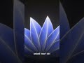 Make Beautiful Gradient Flowers in After Effects (No Plugins!) | mynkdzgn #aftereffects #animation