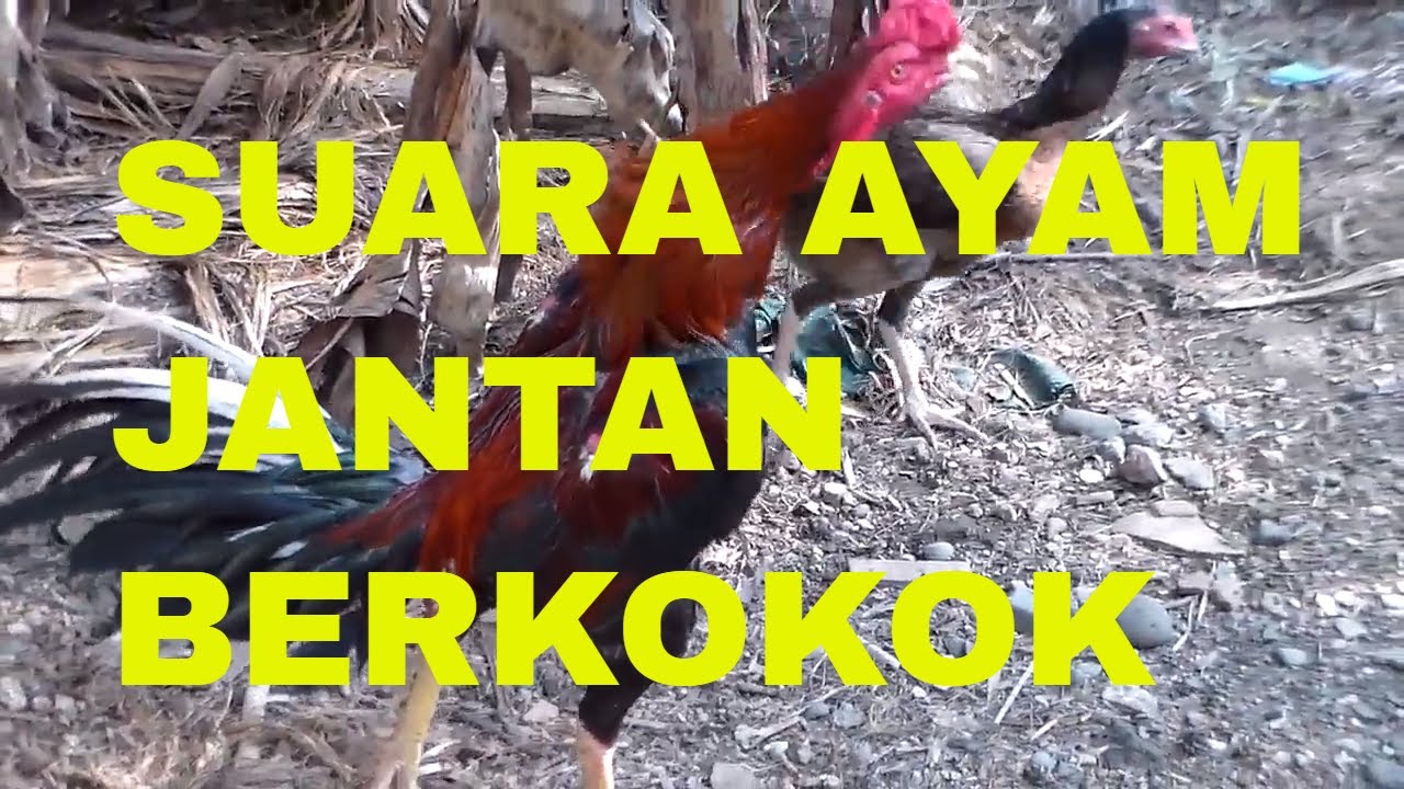  Suara  Ayam  Jantan Berkokok  The Sound of Roosters Crowing 