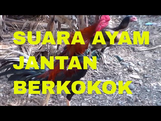 Suara Ayam Jantan Berkokok | The Sound of Roosters Crowing class=