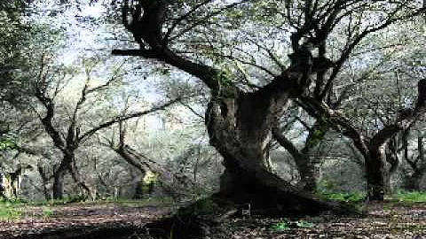 Troppo - David Cross feat. Peter Hammill & Robert ...