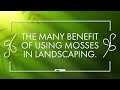 The Many Benefit of Using Mosses in Landscaping - TN NURSERY