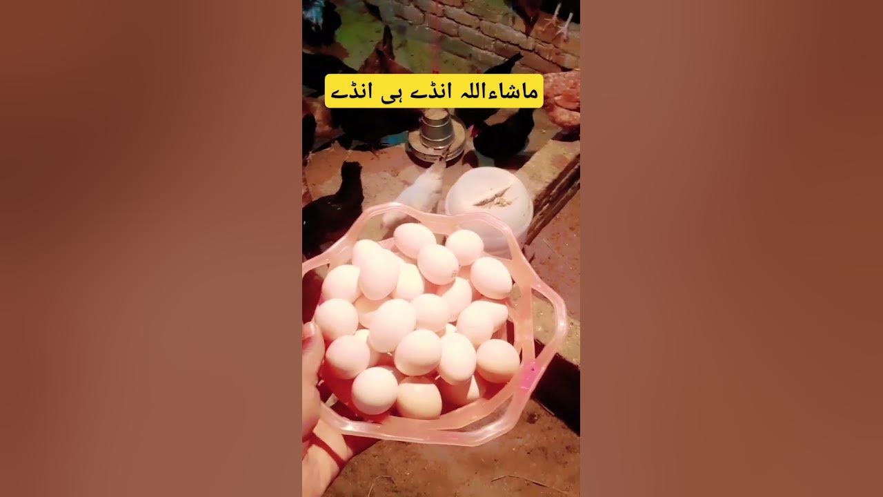 andey-hi-andey-50-chicken-poultry-farming-low-budget-business-in
