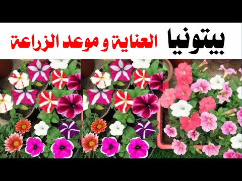 فيديو: الشتاء البطونية