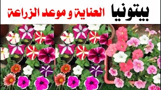 أجمل زهرة شتوية ممكن تراها عيناك، البيتونيا Pétunia