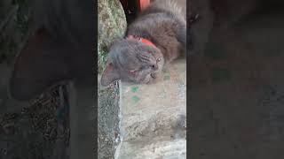 KUCING ABU LAGI TIDUR