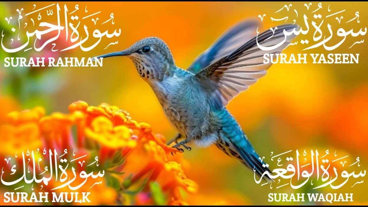 Surah Yaseen (Yasin) | Surah Rahman | Surah Waqiah | Surah Mulk | Beautiful Quran Recitation EP: