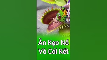 🤣 Cái kết cực đắng của cây bẫy kẹp khi ăn kẹo nổ phiên bản mới  #câybẫykẹp  #câybắtmồi