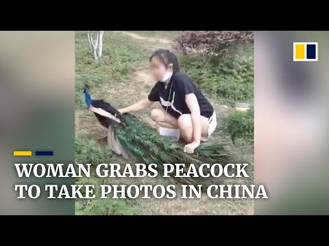 Woman grabs peacock to take photos in China