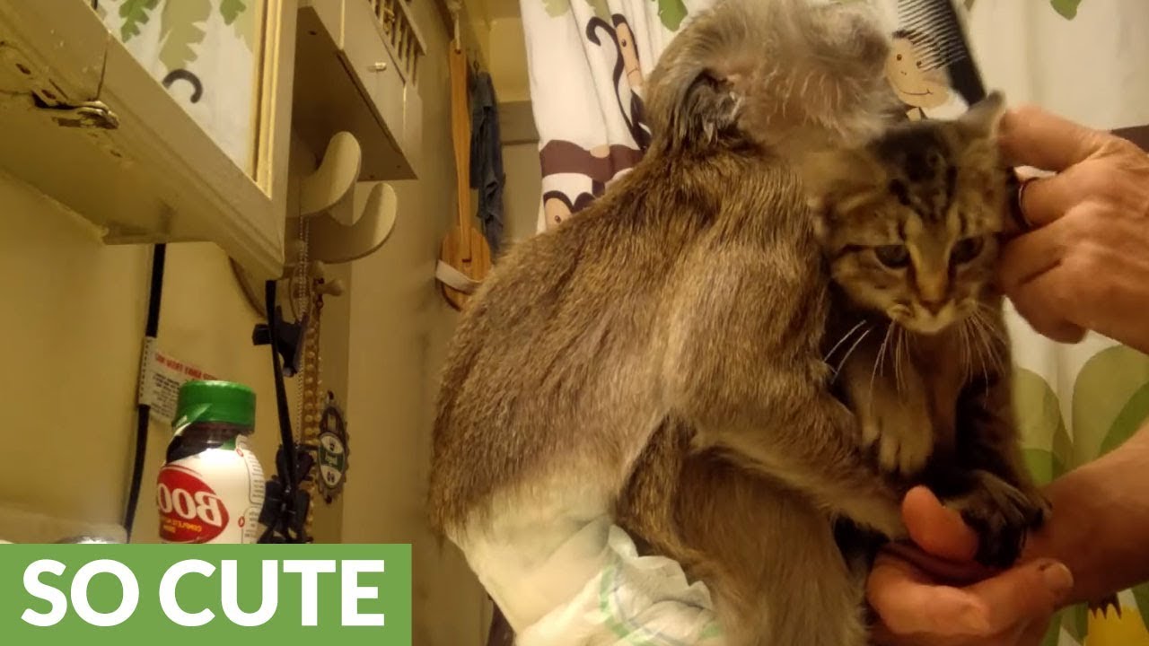 Jealous monkey & kitten scramble for owner's affection YouTube