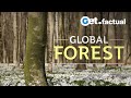 Global forest  full nature documentary