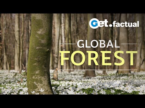 Global Forest Full Nature