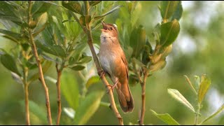 Savis Warbler Singing
