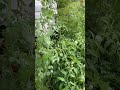 Snow peas in late May #offgrid #garden #snowpeas