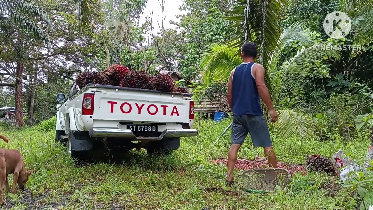 Temankan bosku loding sawit & pungut biji sawit. 