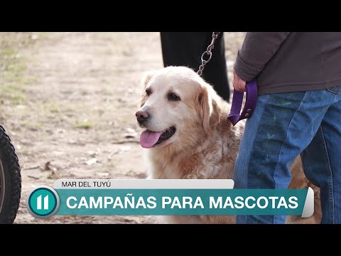 Campañas para mascotas