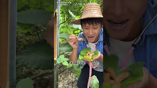 Do you dare to eat bamboo worms? | Chinese Mountain Forest Life and Food #Moo Tik Tok#FYP