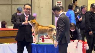 Shiba breed judging at the 75th Anniversary dog show in Tokyo on Saturday, April 6, 2024