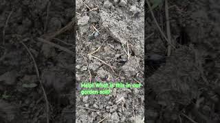What is this help #gardenworm #garden #homesteading