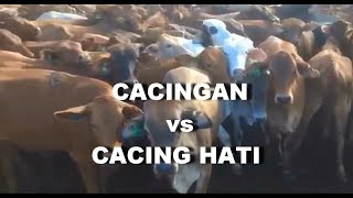 GT-PI #47 Deskripsi Perbedaan Tanda2 Cacing Hati Vs Cacingan pd Sapi & kambing (Bg Peternak Pemula)