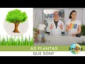 Que son as plantas | XeoClip