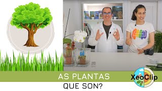 Que son as plantas | XeoClip