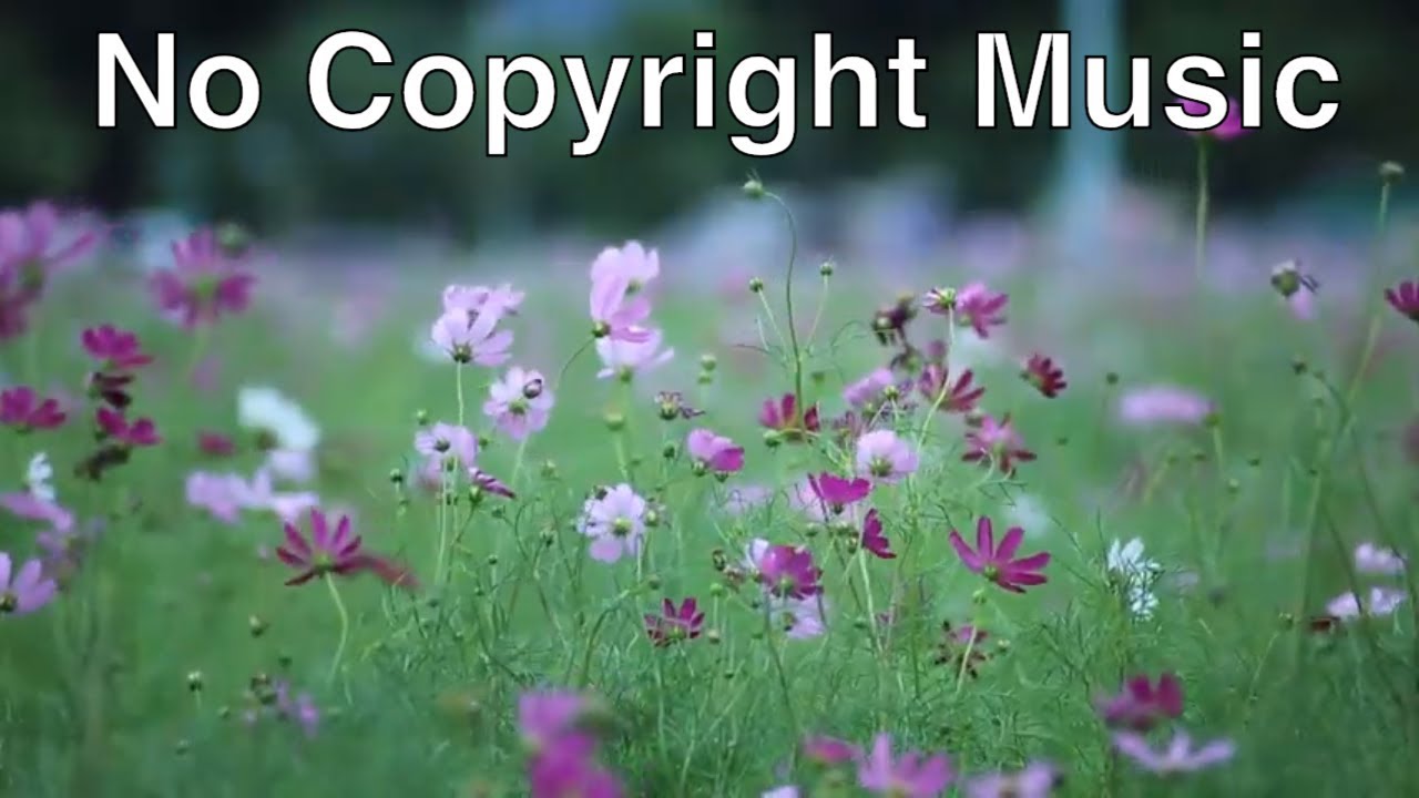 Polaroid - extenz (No Copyright Music)