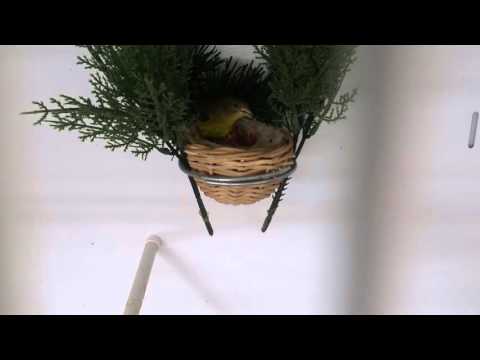 Carduelis psaltria columbia