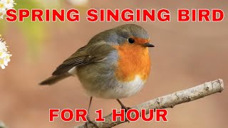 Relax And Unwind With Spring Bird Singing White Noise | Sleep Better With Wedo Asmr Sounds