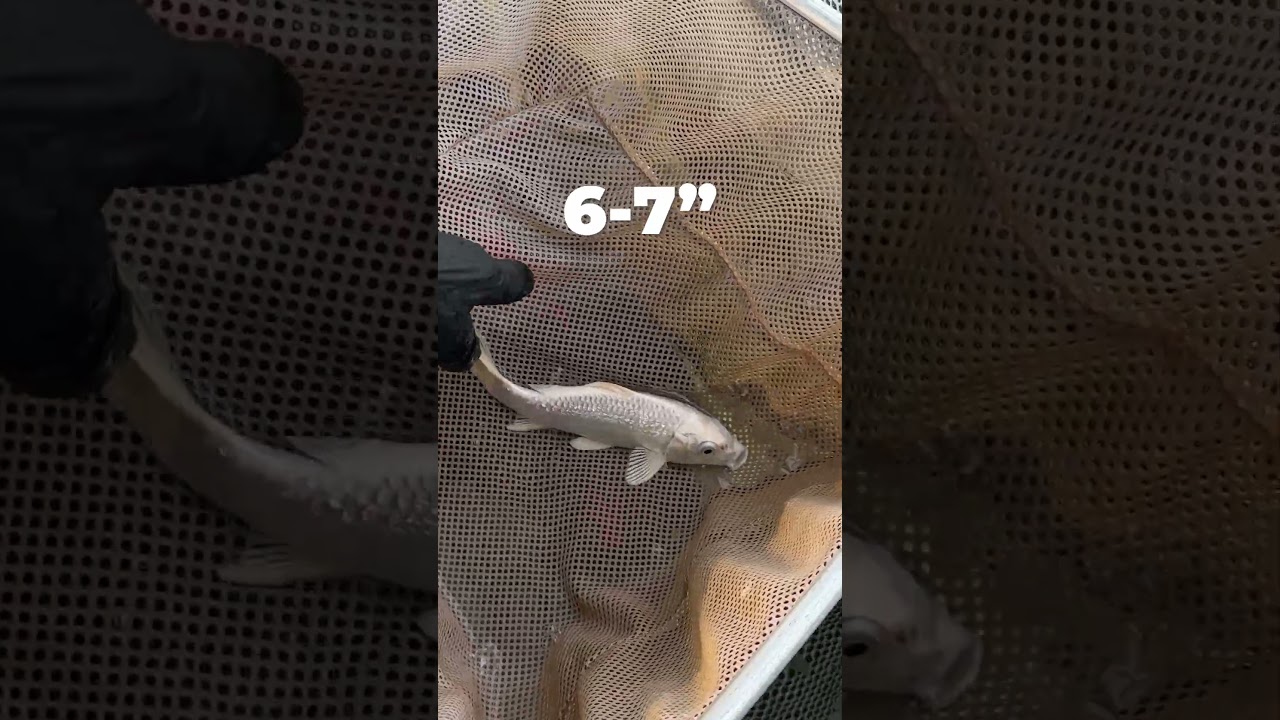 Comparing Different Koi Sizes | NextDayKoi #koi #fish #koipond #animals #pets