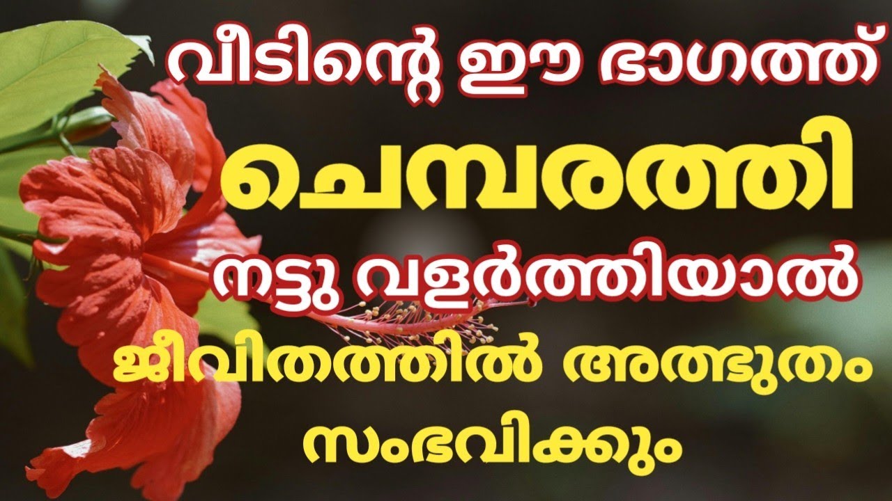 വീട്ടിൽ ചെമ്പരത്തി ഉണ്ടോ? ഈ സ്ഥാനത്ത് നട്ടു വളർത്തിയാൽ ഞെട്ടിക്കുന്ന ഫലങ്ങൾ|ജീവിതം രക്ഷപ്പെടും