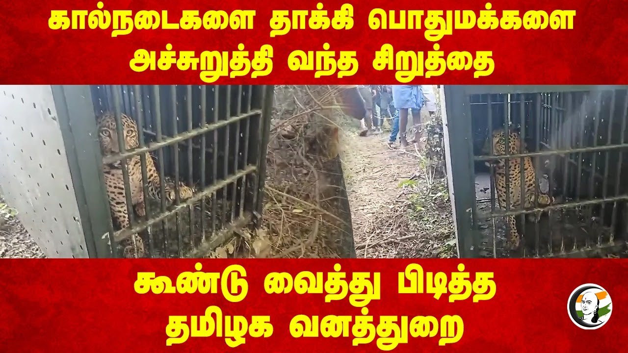கால்நடைகளை தாக்கி பொதுமக்களை அச்சுறுத்தி வந்த சிறுத்தை.. TN Forest Department | Krishnagiri