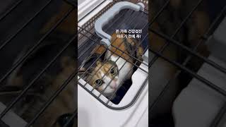 고양이는 아픈 티를 안내다보니 주기적인 건강검진은 선택이 아닌 필수 !