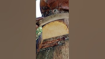 The right way to collect date palm juice  #shorts #video