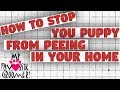Stop Your Dog From Peeing Inside Your Home Stop Your Dog From Peeing Inside Your Home