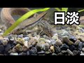 日本の川魚【日本産淡水魚】を飼育してみる【アクアリウム】