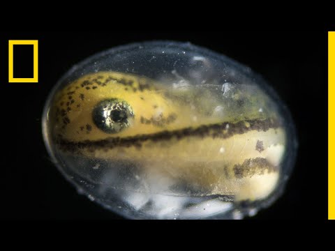 ⁣See a Salamander Grow From a Single Cell in this Incredible Time-lapse | Short Film Showcase