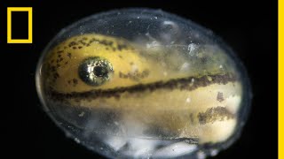 See a Salamander Grow From a Single Cell in this Incredible Timelapse | Short Film Showcase