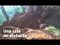 Una manada de elefantes 'agradece' el rescate de su cría | Mundo Animal