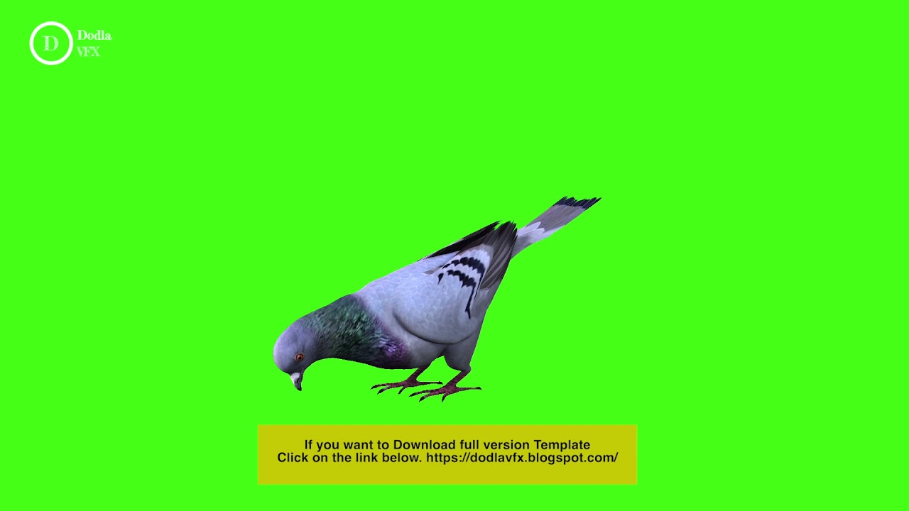 Pigeon Stock video free | Green screen Pigeon | Pigeon Green screen video | Dodla VFX