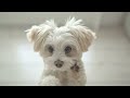 Me and My Puppy – Happy Kids Music Video