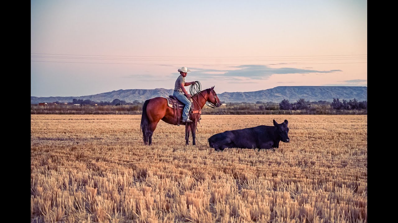 Hip 42 DiamondMcNabb Ranch Horse SaleWatch TONKA on the Ranch [Ken