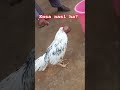 😍. .......... ....,...... #aseelmurga #roosterfarm #rooster #1stvideo #rooster #birds #viralvideo