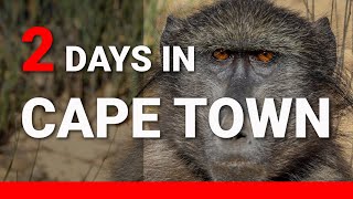 2 DAYS in CAPE TOWN, South Africa — What Would You Do?