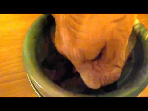 No.3 Sphynx cat Aroom likes to eat chicken liver - Aroom liebt Hühnerleber Nr.3
