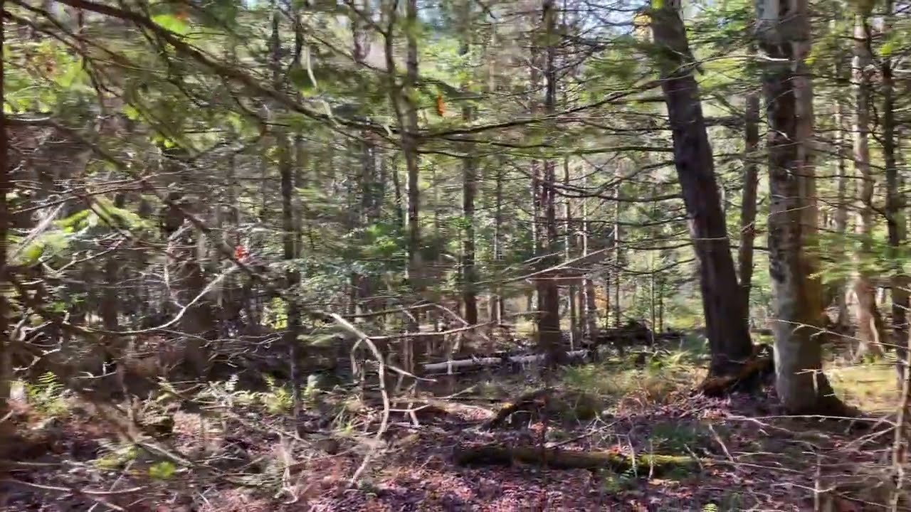 A Marathon through the Woods: Back-to-Back Dreams